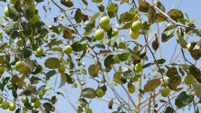 فوائد السدر للشعر المتساقط