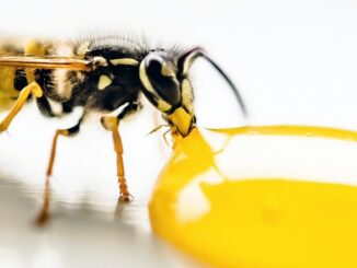 مكونات غريبة تم استخدامها في صناعة المكياج، بما في ذلك سم النحل.